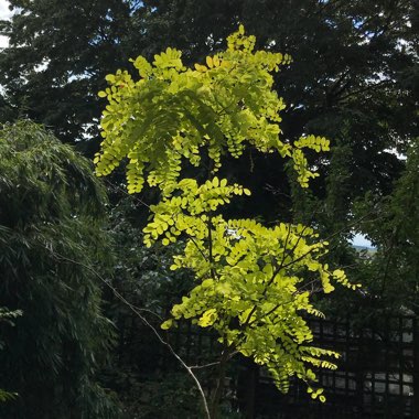 Robinia pseudoacacia 'Frisia'