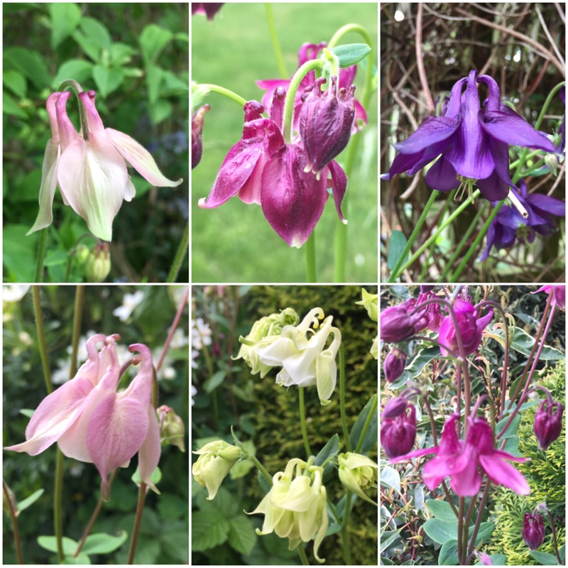 Aquilegia