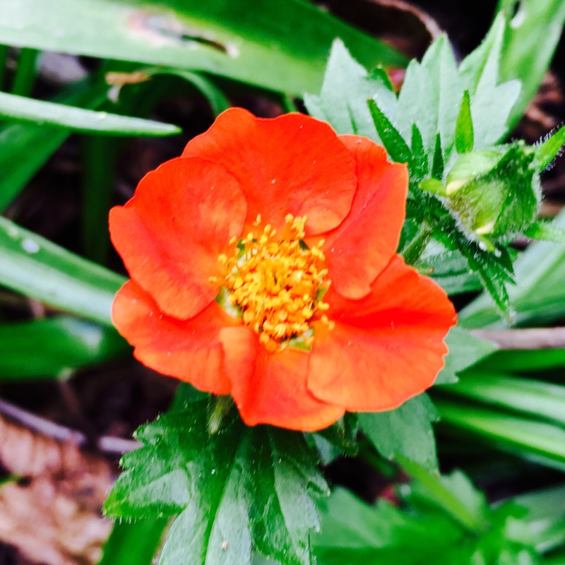 Plant image Geum coccineum 'Koi'