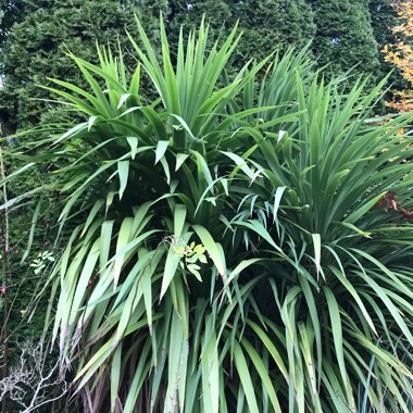 Cordyline australis