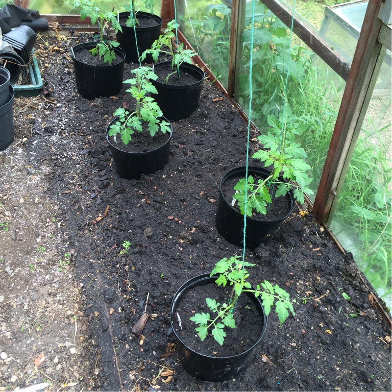 Solanum Lycopersicum var. cerasiforme 'Sweet Million'