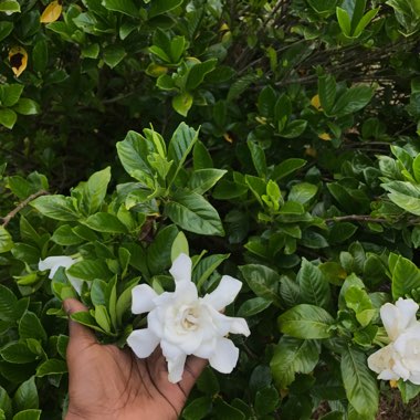 Gardenia jasminoides 'Magnifica'