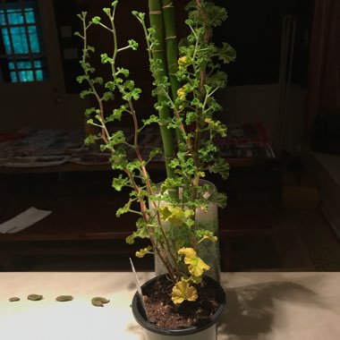 Pelargonium 'Citronella' (Scented)