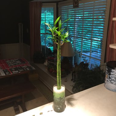 Lucky Bamboo