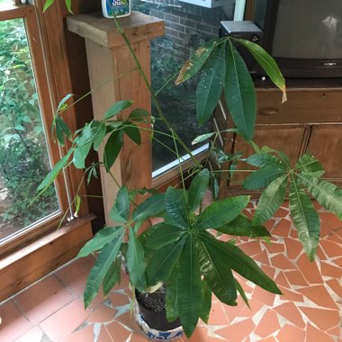 Money Tree Plant