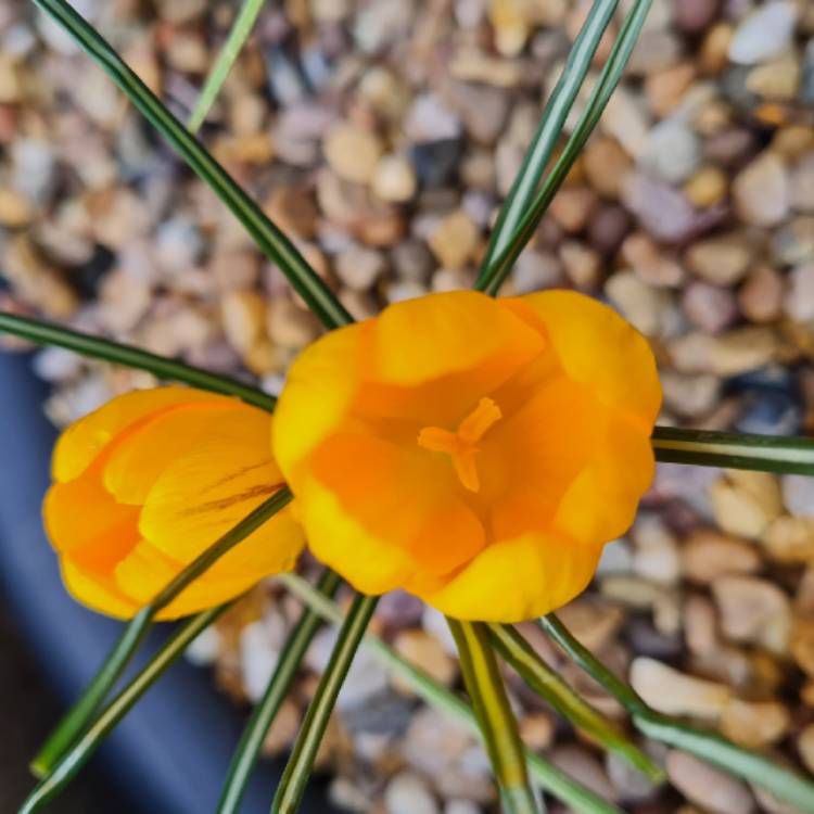 Plant image Crocus chrysanthus 'Dorothy'