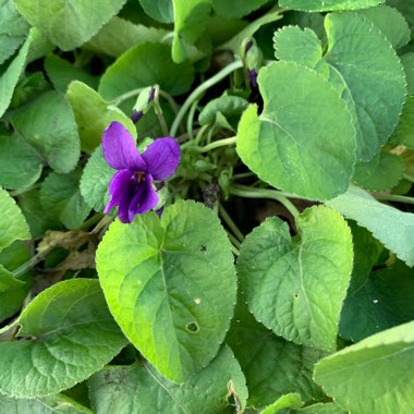 Viola riviniana 'Purpurea'