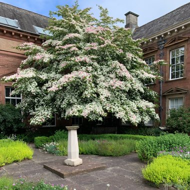 Cornus kousa 'Chinensis'