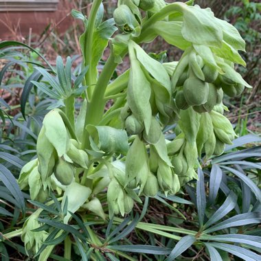 Helleborus foetidus