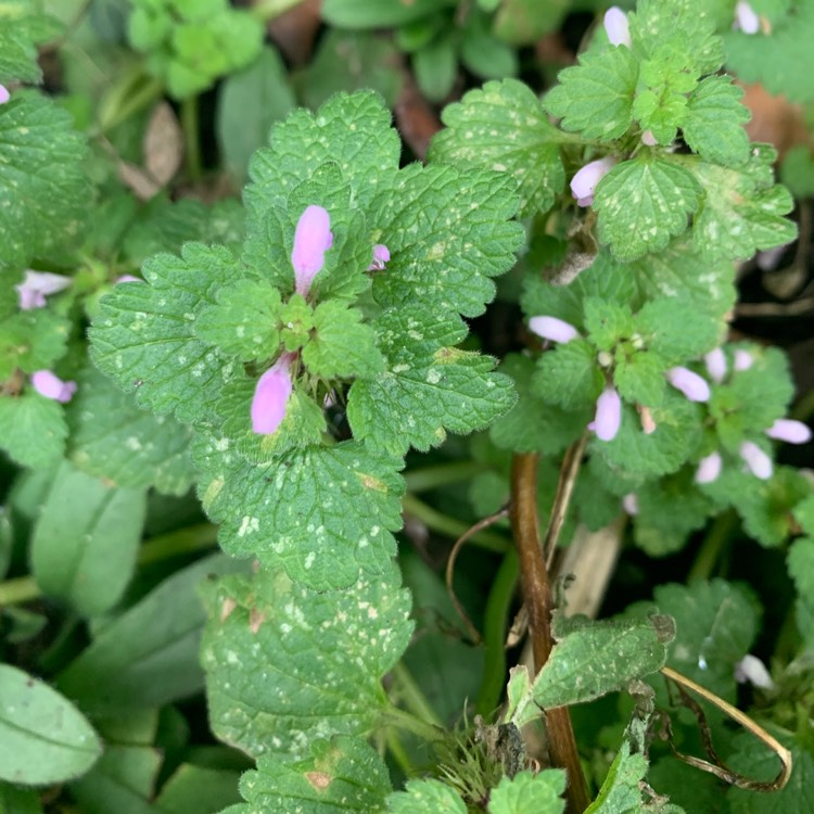 Plant image Lamium