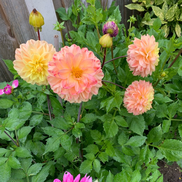 Plant image Dahlia 'Minley Carol'