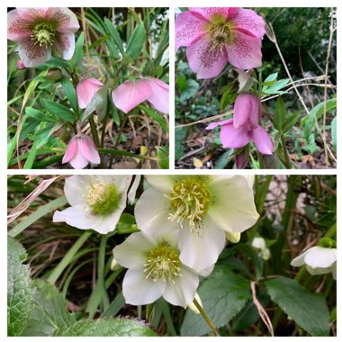 Helleborus