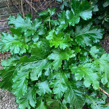 Acanthus mollis