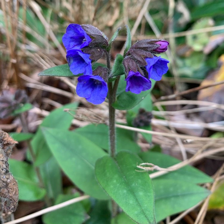 Plant image Pulmonaria 'Blue Ensign'