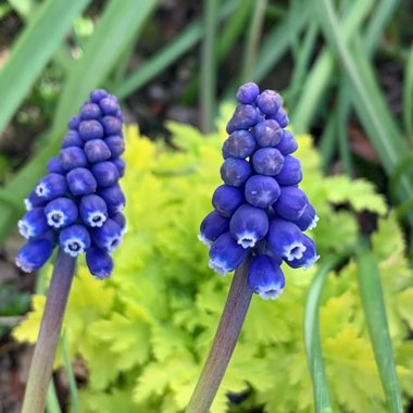 Muscari