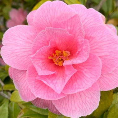 Camellia