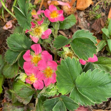 Fragaria x ananassa