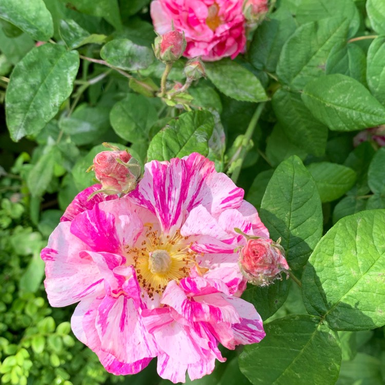 Plant image Rosa gallica 'Versicolor' syn. Rosa mundi, Rosa 'Mundi', Rosa mundi 'Versicolor'