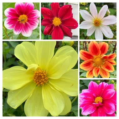 Dahlia (Bedding Varieties)