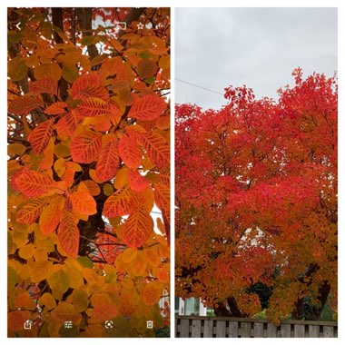 Cotinus