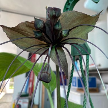 Tacca chantrieri