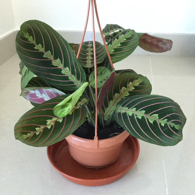 Plant image Maranta leuconeura var. 'Erythroneura'