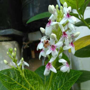 Yellow-Vein Eranthemum