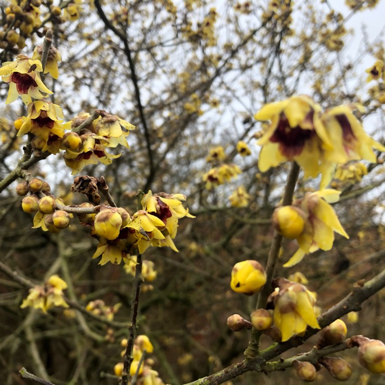 Plant image Chimonanthus Praecox