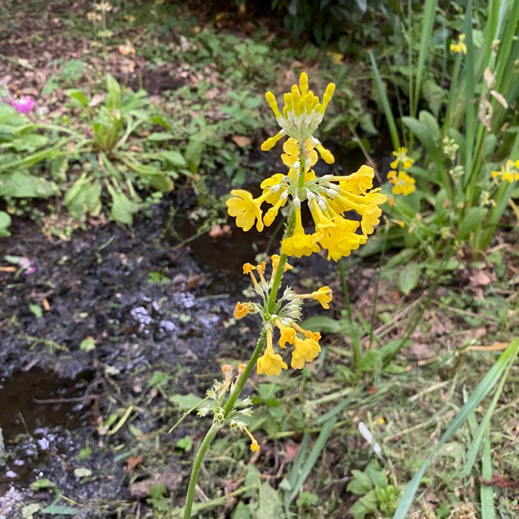 Plant image Primula beesiana