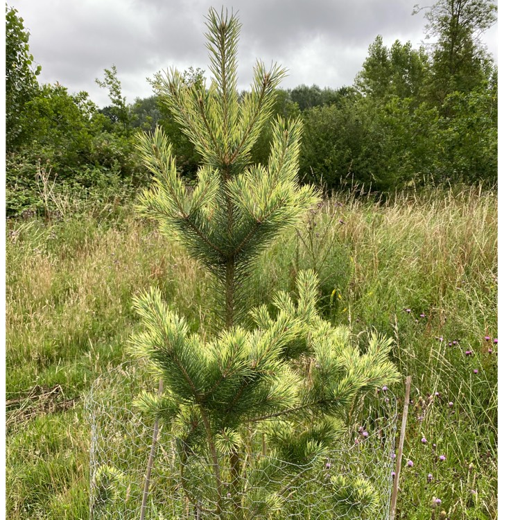 Pinus Sylvestris Candlelight, Candlelight Pine - uploaded by @olivers