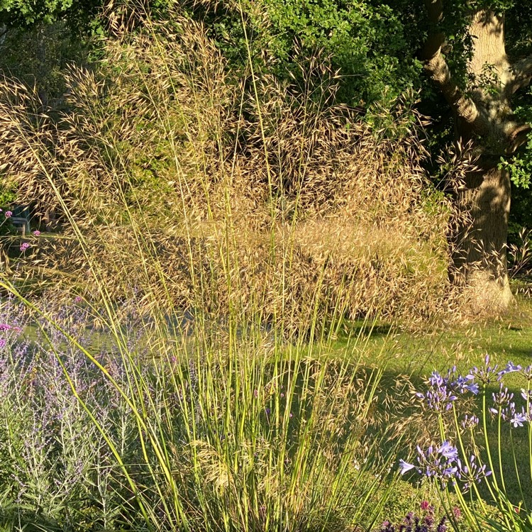 Plant image Stipa Gigantea