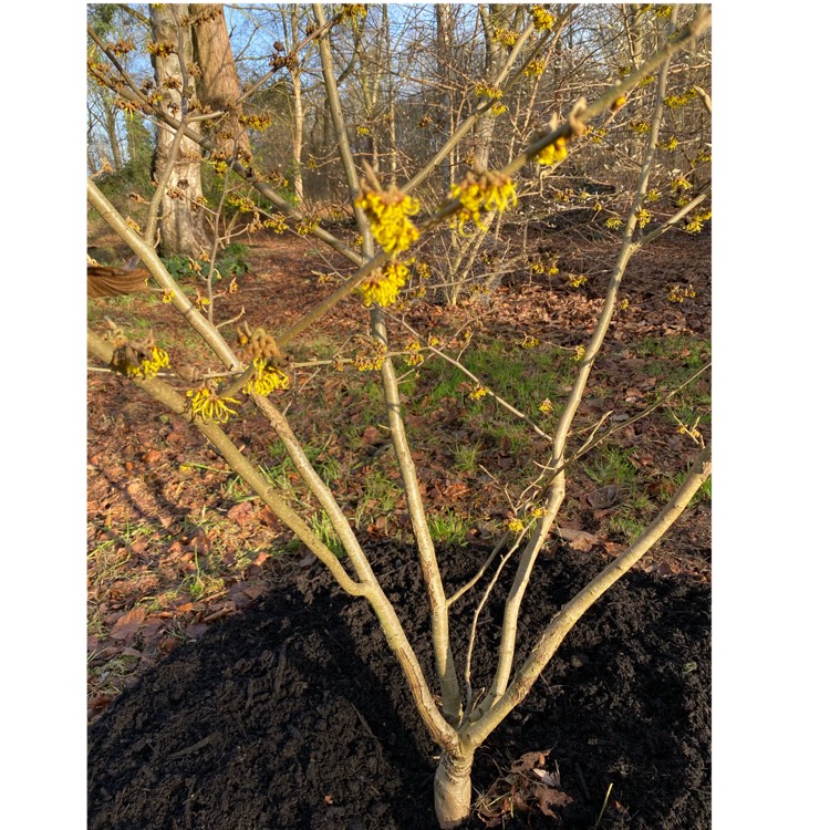 Plant image Hamamelis mollis