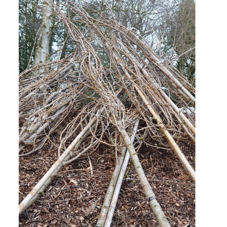 Plant image Prunus x yedoensis