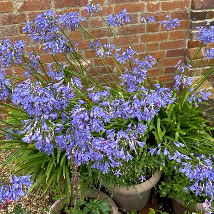 Plant image Agapanthus 'Ballerina'