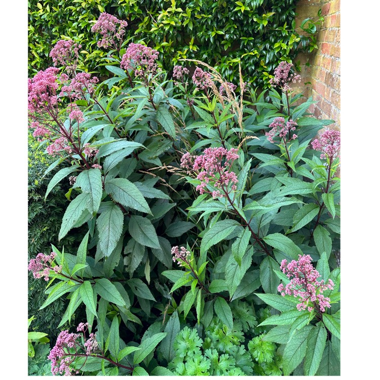 Plant image Eupatorium maculatum 'Atropurpureum'