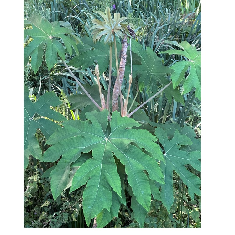 Plant image Tetrapanax papyrifera