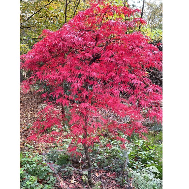 Plant image Acer palmatum 'Garnet' (Dissectum Group) syn. Acer palmatum var. dissectum 'Garnet'