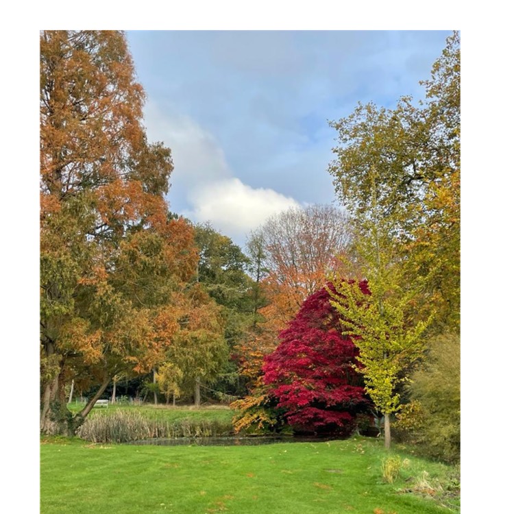 Plant image Taxodium distichum