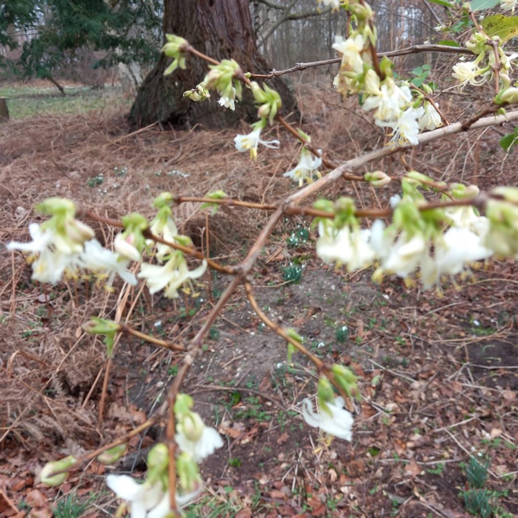 Plant image Lonicera fragrantissima