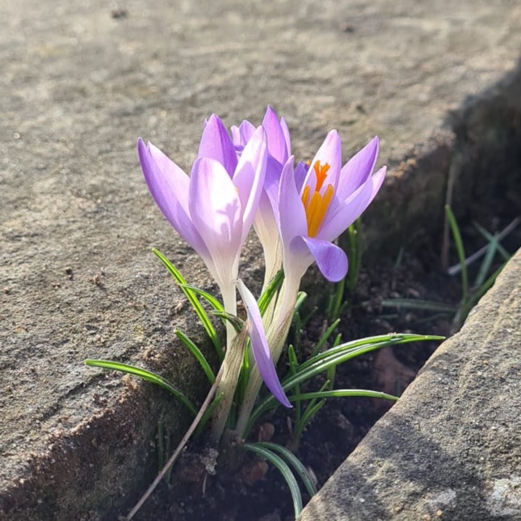 Plant image Crocus tommasinianus