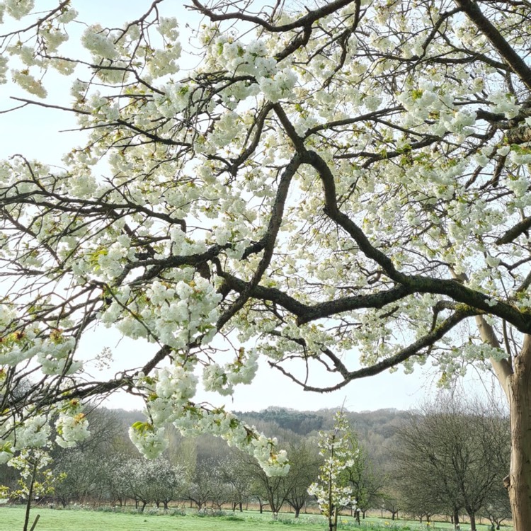 Plant image Prunus 'Tai-haku' syn. Prunus serrulata 'Tai Haku'