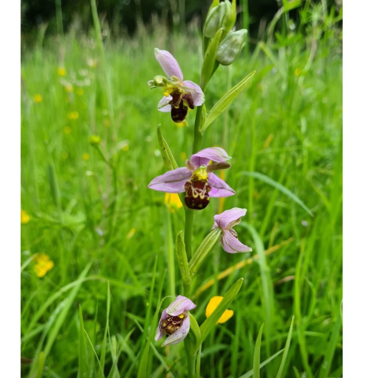 Plant image Ophrys apifera