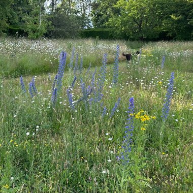 Viper's Bugloss