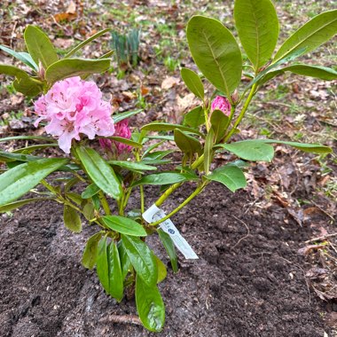 Rhododendron Christmas Cheer