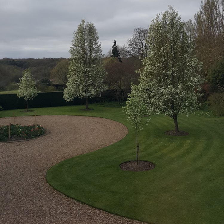 Plant image Pyrus calleryana 'Chanticleer'