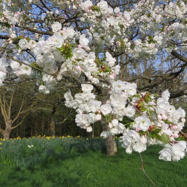 Prunus 'Shirotae' syn. Prunus serrulata 'Kojima', Prunus 'Mount Fuji'