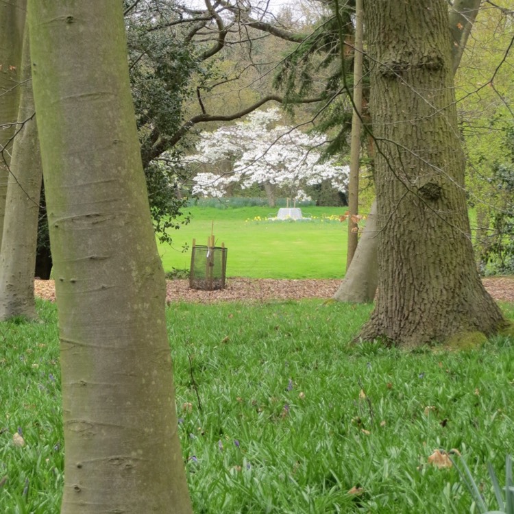 Plant image Prunus 'Shirotae' syn. Prunus serrulata 'Kojima', Prunus 'Mount Fuji'