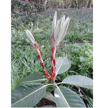 Rhododendron 'Macbeanum'