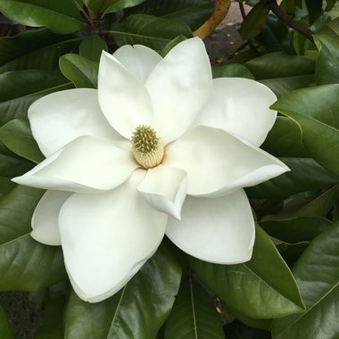 Magnolia