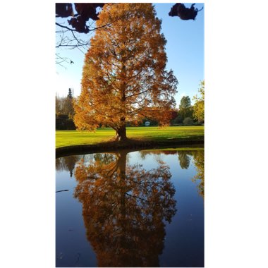 Taxodium distichum